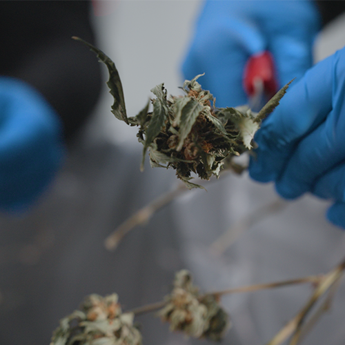 Cannabis Craftsmanship